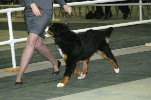 Suka, Lawenda Bernenskie Ranczo, dog show, Bernese Mountain Dog